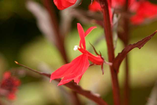 FH_VP_0115(Lobelia cardinalis).jpg - Lobelia cardinalis (scharlaken lobelia)